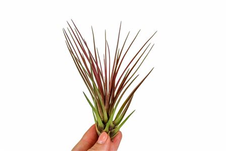 Tillandsia Melanocrater Rood