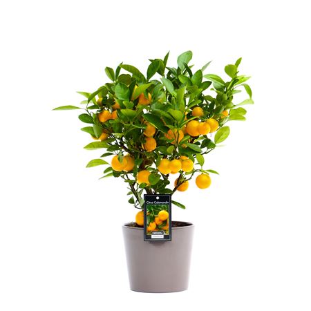 Citrus Calamondin In Ceramic Taupe Roma