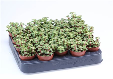 Portulacaria Afra Pink Lady