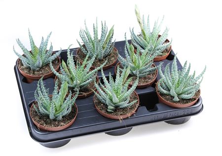 Aloe Humilis + Bloem