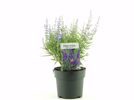 Perovskia Atriplicifloia