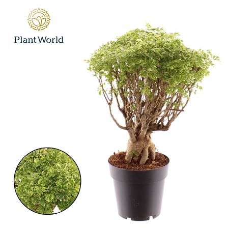 Polyscias Hawaiiana Ming Gold Bonsai