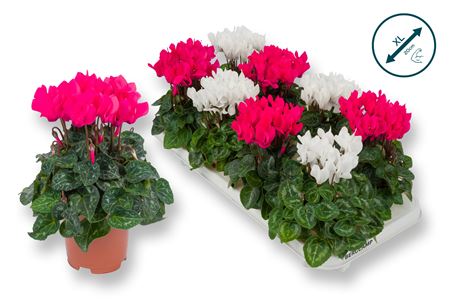 Cyclamen Compact Mix Pink White