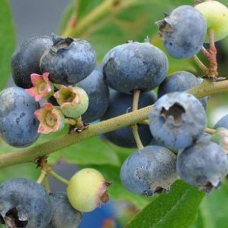 Голубика среднoрослая Патте