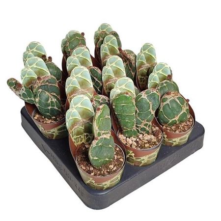 Opuntia Reticulata Cobra Potcover