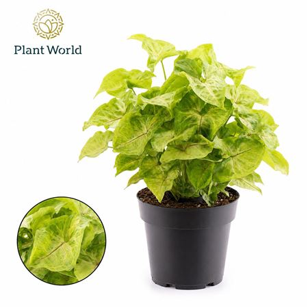 Syngonium Golden