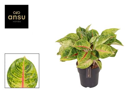 Aglaonema Iguana
