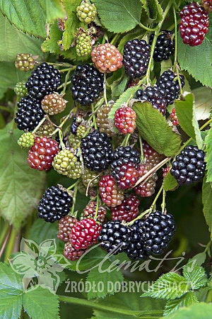 Ежевика Навахо