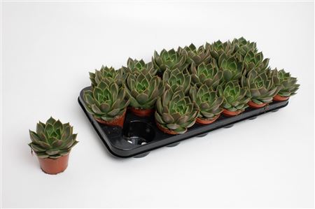 Echeveria Mexico