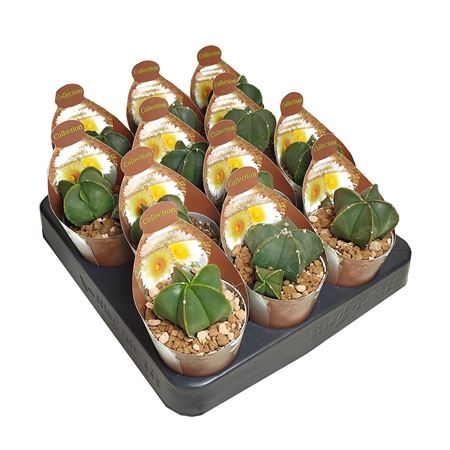 Astrophytum Myriostigma Nudum Potcover