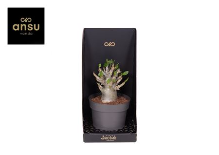 Baobab Adenium - Collection