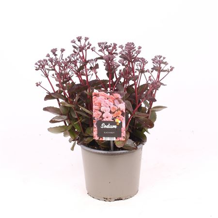 Sedum Black Knight