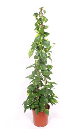 Epipremnum Aureum Piramide