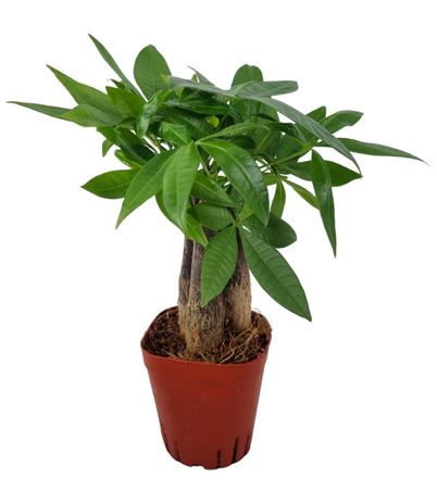 Pachira Aquatica 3stem