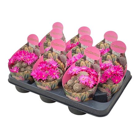 Sulcorebutia Augustinii Potcover