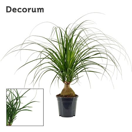 Beaucarnea Bol (dec)
