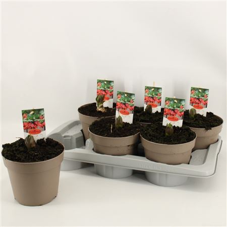 Fritillaria Red