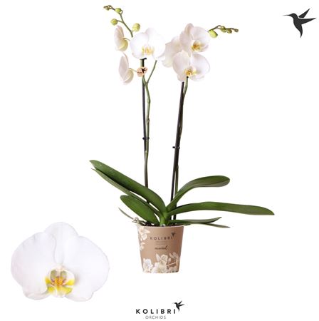 Phal 2st Nottingham 18+ (ok)