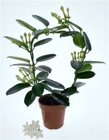 Stephanotis Fleur Parfum 3-5