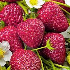 Земляника Комета