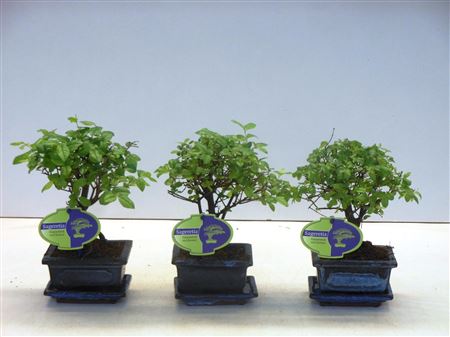 Bonsai Sageretia Theezans, 12cm., Broom, With Drip
