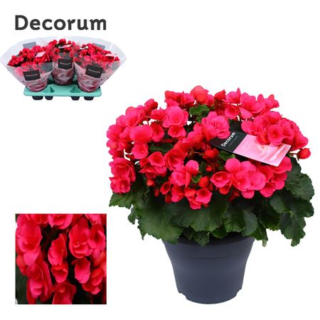 Begonia Betulia Pink-lila (decorum)