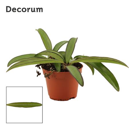 Hoya Wayetii Green (decorum)