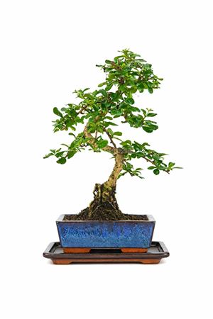 Bonsai Carmona Microphylla S-shape + Saucer