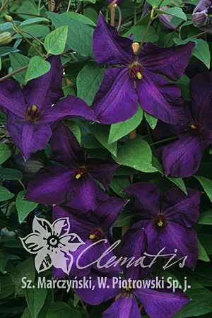 Клематис гибридный Полиш Спирит