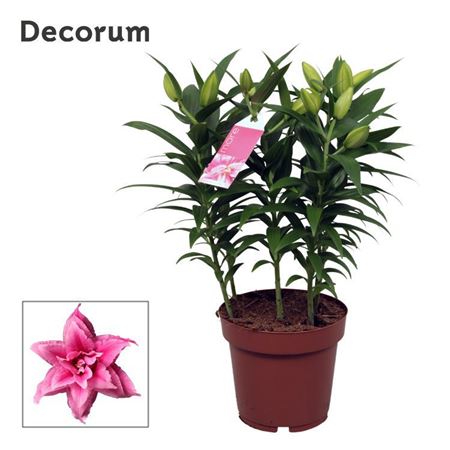 Lilium Or Roselily Esra 5pp