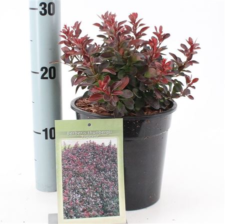 Berberis Thunb Bagatelle