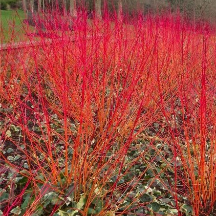 Дерен кроваво-красный Эннис Винтер Оранж в тубе