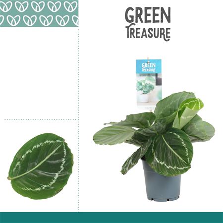 Calathea Grimson Green