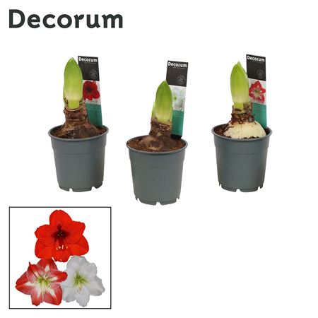 Hipp Mix 2pp Extra Op (decorum)