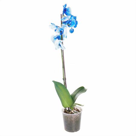 Фаленопсис королевский 1 ст синий