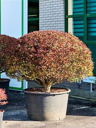 Enkianthus Perulatus