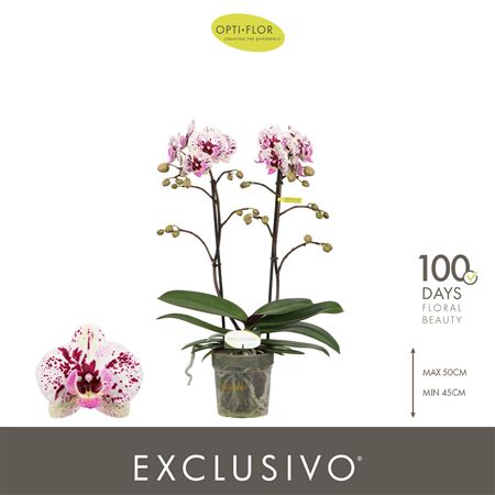 Phal 2st Exclusivo Athena 18+