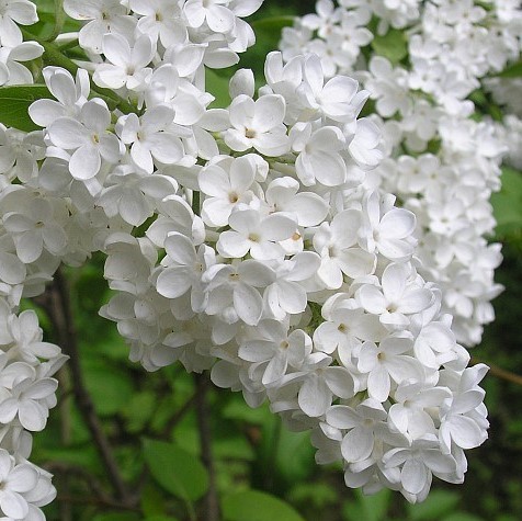 Сирень обыкновенная Маленький Принц в тубе