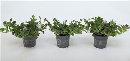 Petunia Lavender Sky