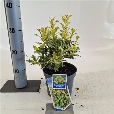 Osmanthus Heterophyllus Goshiki