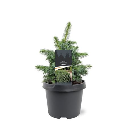 Picea Sit Tenas