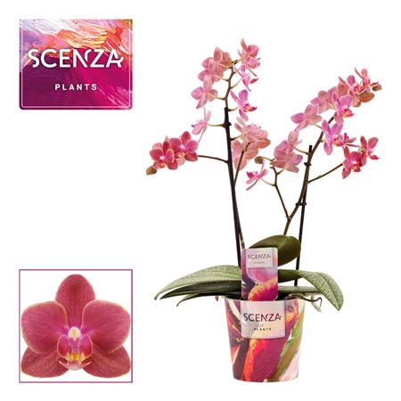 Phal 2st Aroma Diffusion (duijn Hove)
