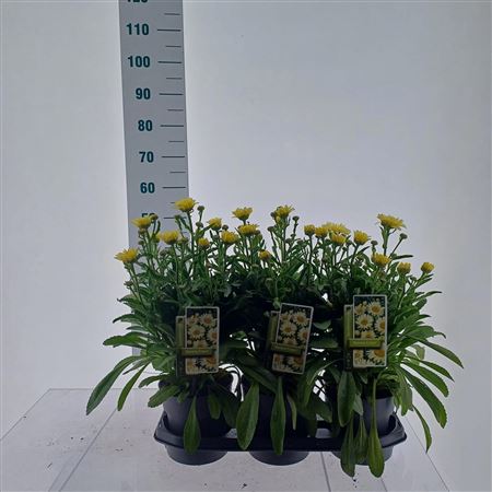 Leucanthemum X Superbum Banana Cream