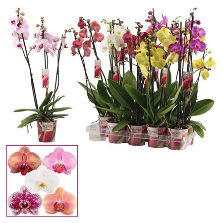 Phal 3st Mix (senza) 18+