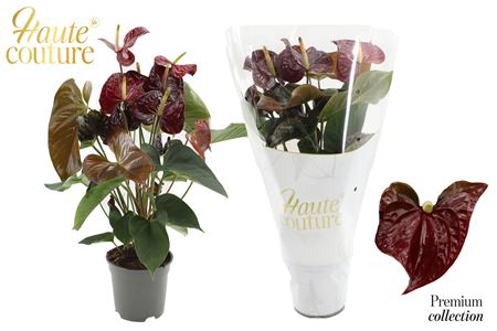 Anthurium 17 Cm Tranquillo In Haute Couture Sleeve