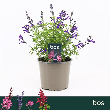 Salvia Greggii Mirage Blue