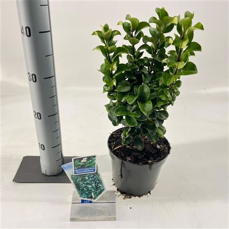 Ligustrum Jap Rotundifolium