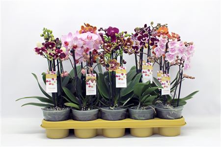 Phal 2-5st Multi Mix 22+ (phalaenova)