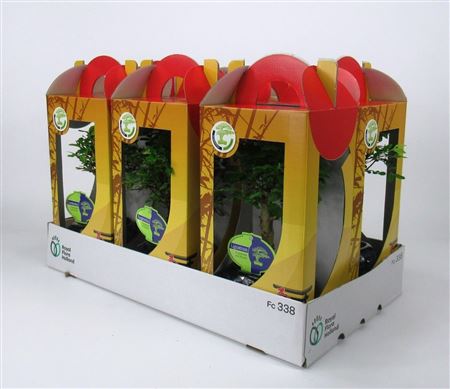 Bonsai Mix 13 Cm In Chinese Gift Box With Drip Tra