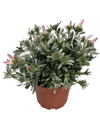 Convolvulus Cneorum Bush